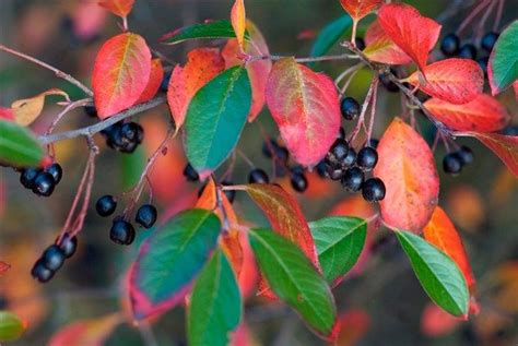 Aronia melancarpa: Harnessing the Power of Autumn for Better Health